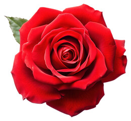 PNG Fresh red beautiful rose flower plant white background.