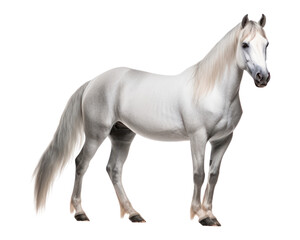 Fototapeta premium PNG Horse stallion animal mammal.