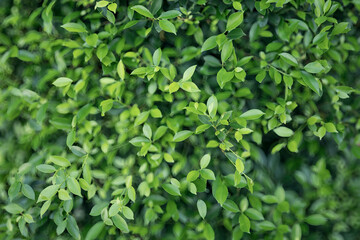 The leaves are bright green, adding to the lush foliage and showcasing the beauty of nature in the outdoor environment, with vibrant growth and fresh vegetation.