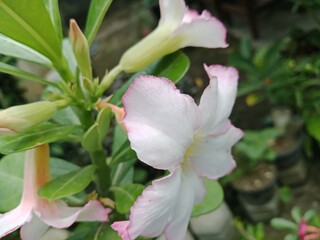 beautiful white adenium flowers from various angles