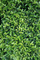 The leaves are bright green, adding to the lush foliage and showcasing the beauty of nature in the outdoor environment, with vibrant growth and fresh vegetation.