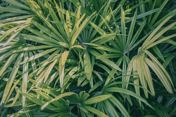The palm leaves spread wide in the tropical jungle, their green foliage basking in the sunlight, creating a lush and vibrant atmosphere in the natural rainforest environment.