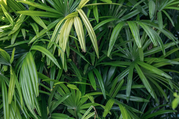 The palm leaves spread wide in the tropical jungle, their green foliage basking in the sunlight, creating a lush and vibrant atmosphere in the natural rainforest environment.