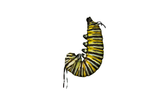 Monarch caterpillar in pre pupa stage before chrysalis