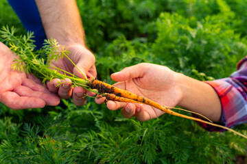 A close-up shot captures the hands of a farmer and a Chinese agricultural engineer holding freshly harvested carrots, symbolizing their collaboration and dedication to sustainable farming practices.