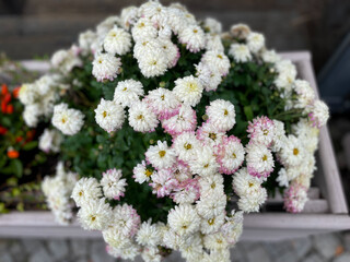 Beautiful blooming white Chrysanthemum balcony garden autumn flowers close up, floral wallpaper background with blooming Chrysanthemums	