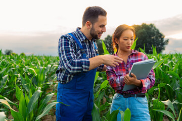 The young mixed-race farming couple in their cornfield, assessing growth, health, and potential...