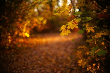 Autumn forest with colorful leaves. Golden season. Warm sunny day