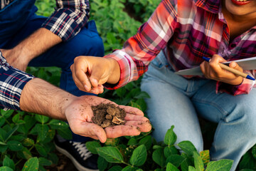 A Chinese woman and a Caucasian man, agronomists in a soybean field, examining soil conditions for...