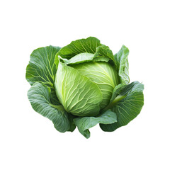 Fototapeta premium Fresh Green Cabbage with Leaves