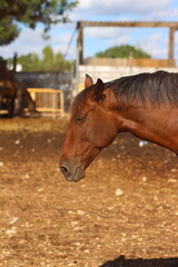 Obraz premium two horses on the farm