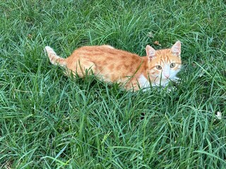 cat in grass