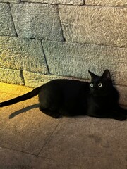 cat on the wall
