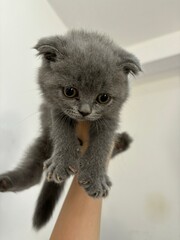 shorthair kitten