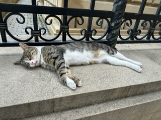 cat on the street