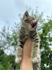 bengal cat playing