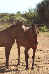 Fototapeta premium two horses on the farm