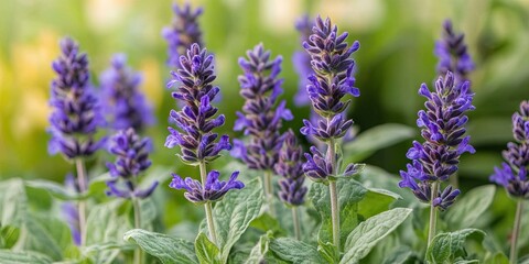 Fototapeta premium salvia flowers growing