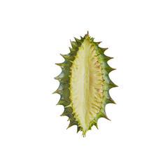 Fototapeta premium Open Spiky Seed Pod of a Plant
