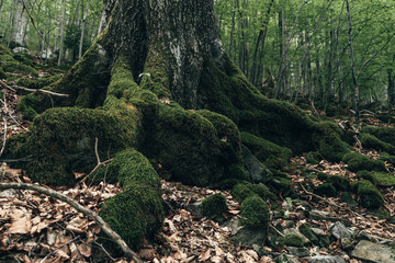 The gnarled roots of an ancient tree are wrapped in a blanket of green moss, blending with the...