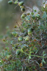 hazelnuts on a branch