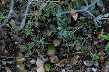 hazelnuts on a branch