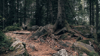 Exposed Tree Roots Entwined with Rocky Forest Floor