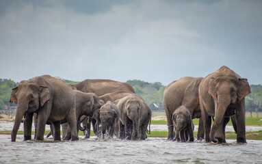 Fototapeta premium elephants Drinking water from lake