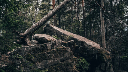 On a forested rocky slope, a tree’s roots are exposed and stretched out across the stones. The rugged, wild setting is a testament to the strength and fragility of the forest’s ecosystem.