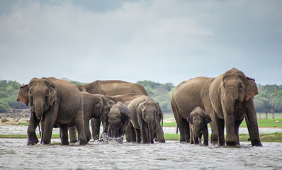 Fototapeta premium Baby elephants play in water