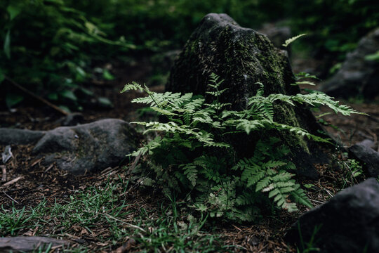 A vibrant green fern grows at the base of a tree, surrounded by moss and damp soil. The soft, filtered light of the forest gives it a lush, serene quality.