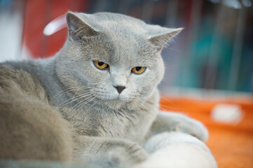 Britisch Kurzhaar Katze auf einer Katzen Show