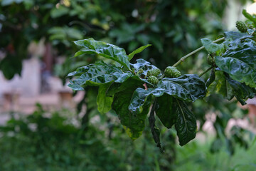 Noni is a medicinal plant found throughout Thailand. It is a medicinal plant with many benefits.