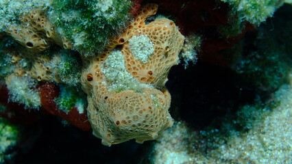 Crater sponge or honeycomb sponge (Hemimycale columella) undersea, Aegean Sea, Greece, Syros island, Azolimnos beach