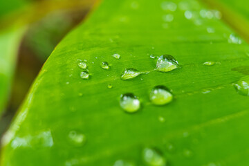 Fototapeta premium Morning Dew on Banana Leaf