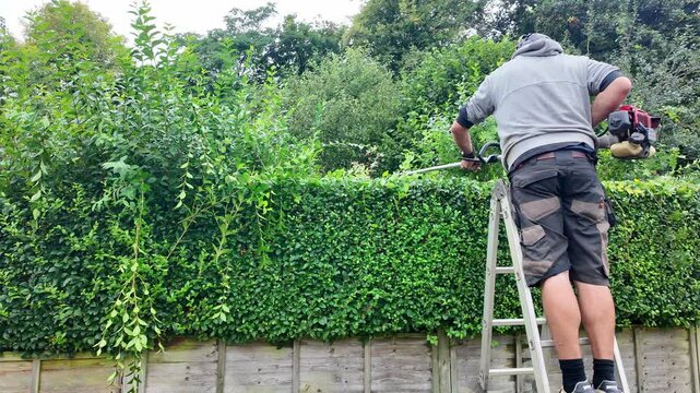 Hampshire, England UK.  24.09. 2024. Video.  Gardener working cutting a hedge in an English country garden.