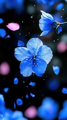  A close-up blue flower on black background with pink and blue confetti surrounds it