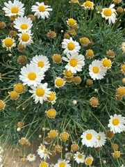 daisies in a garden