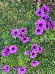 flowers in the garden