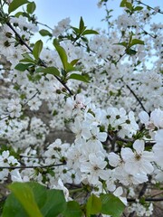 blossoming tree