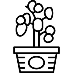 Chinese Money Plant Icon