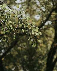 Folhas de ramo de árvore