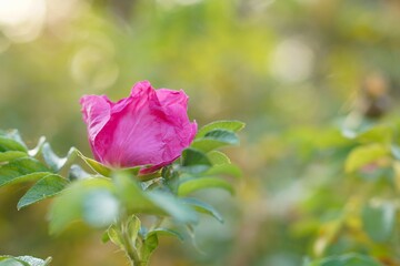 Pink rosehip flower macro on a blurred green background in autumn in a nature park and ornamental plant nursery