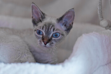 Colorpoint Devon Rex Katze in ihrem Körbchen