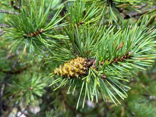 pine branch with cones