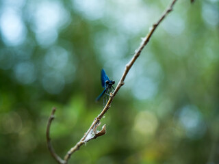 Fototapeta premium Blue dragonfly, known as Eastern pondhawk