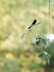 Blue dragonfly, known as Eastern pondhawk