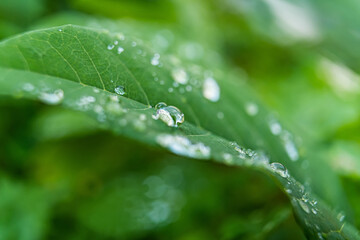 Fresh Raindrops on Green Leaf
