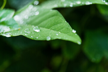 Fresh Raindrops on Green Leaf