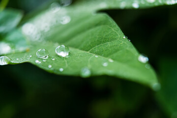 Fresh Raindrops on Green Leaf